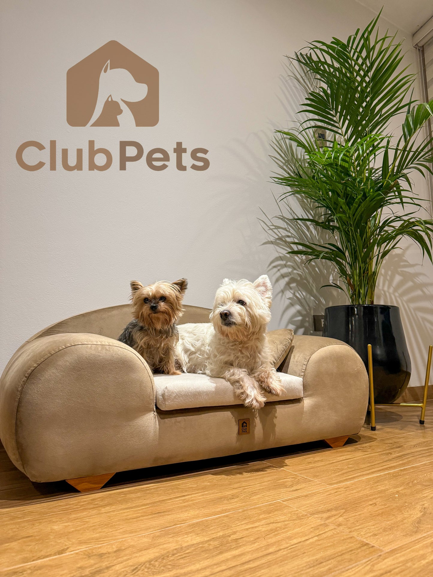 Sofá cheester club perro