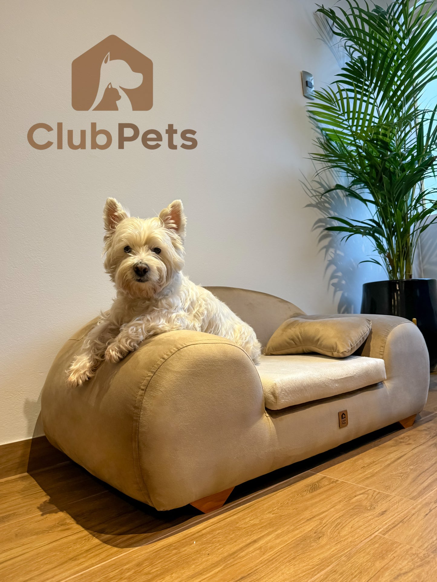 Sofá cheester club perro