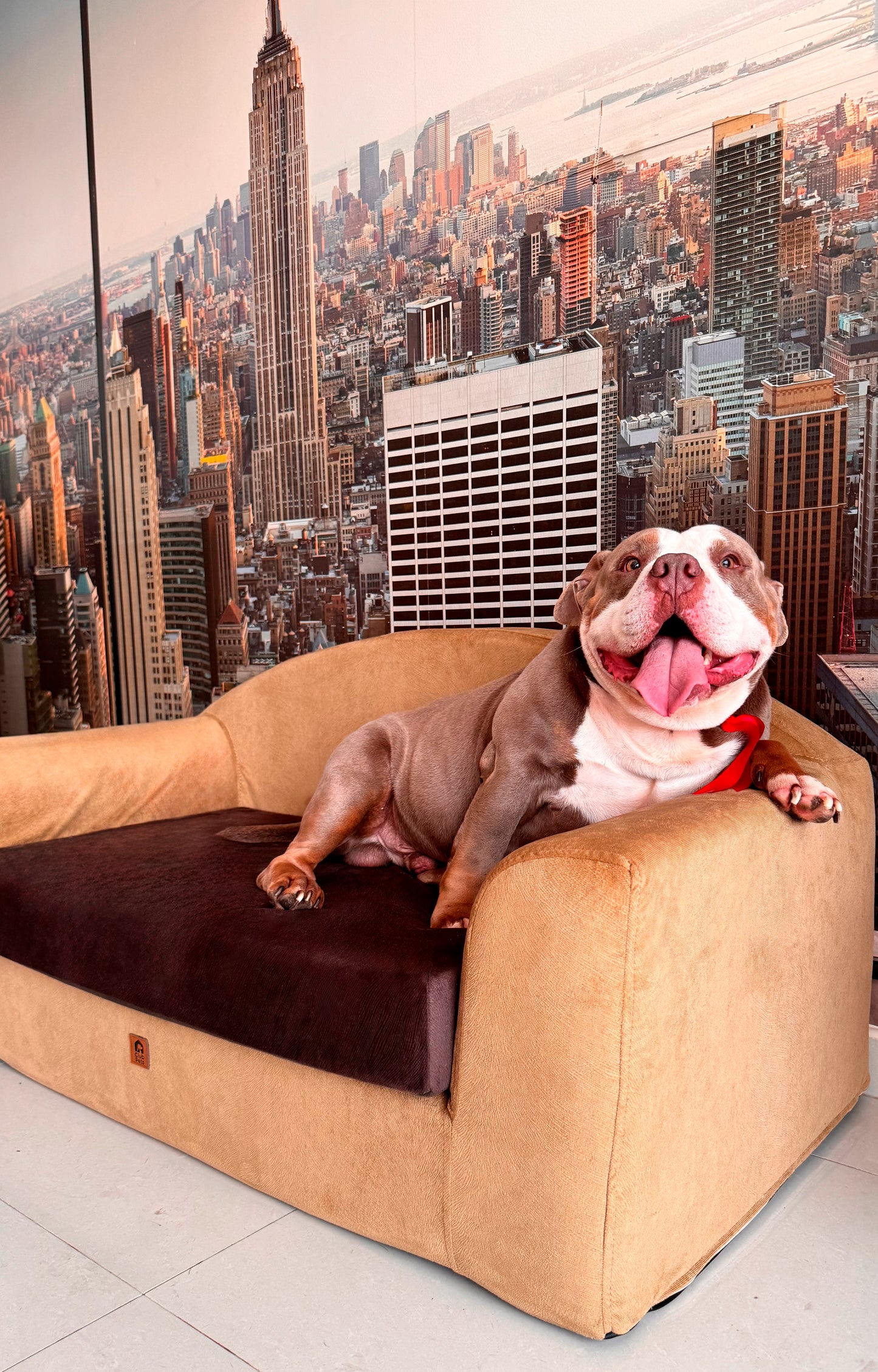 Cama confort Club potro camell gold