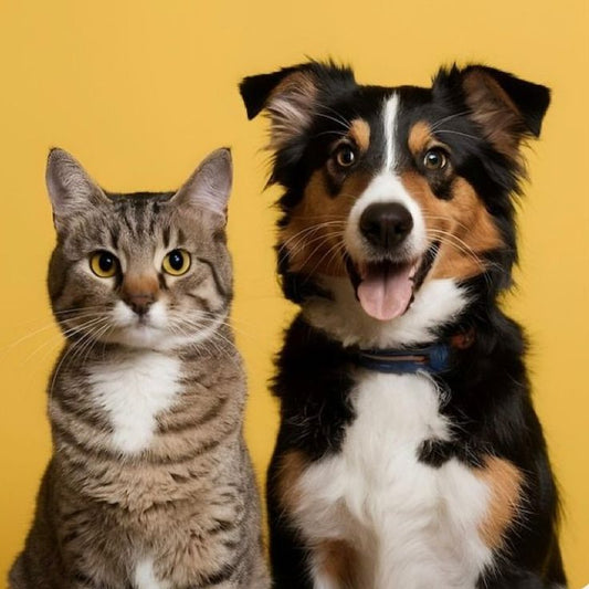 Cómo Elegir los Mejores Accesorios para Perros y Gatos