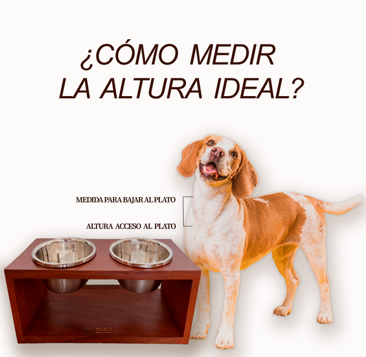 Beneficios de usar un comedero elevado con platos de acero inoxidable para tu mascota